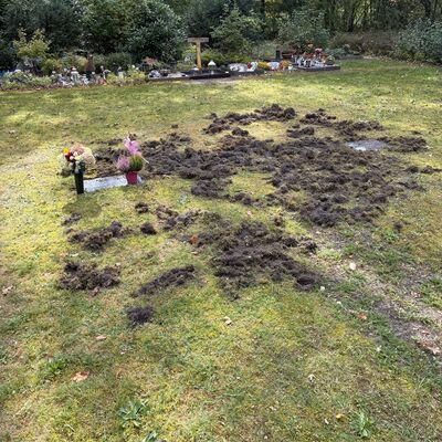 Waschbären auf dem Waldfriedhof